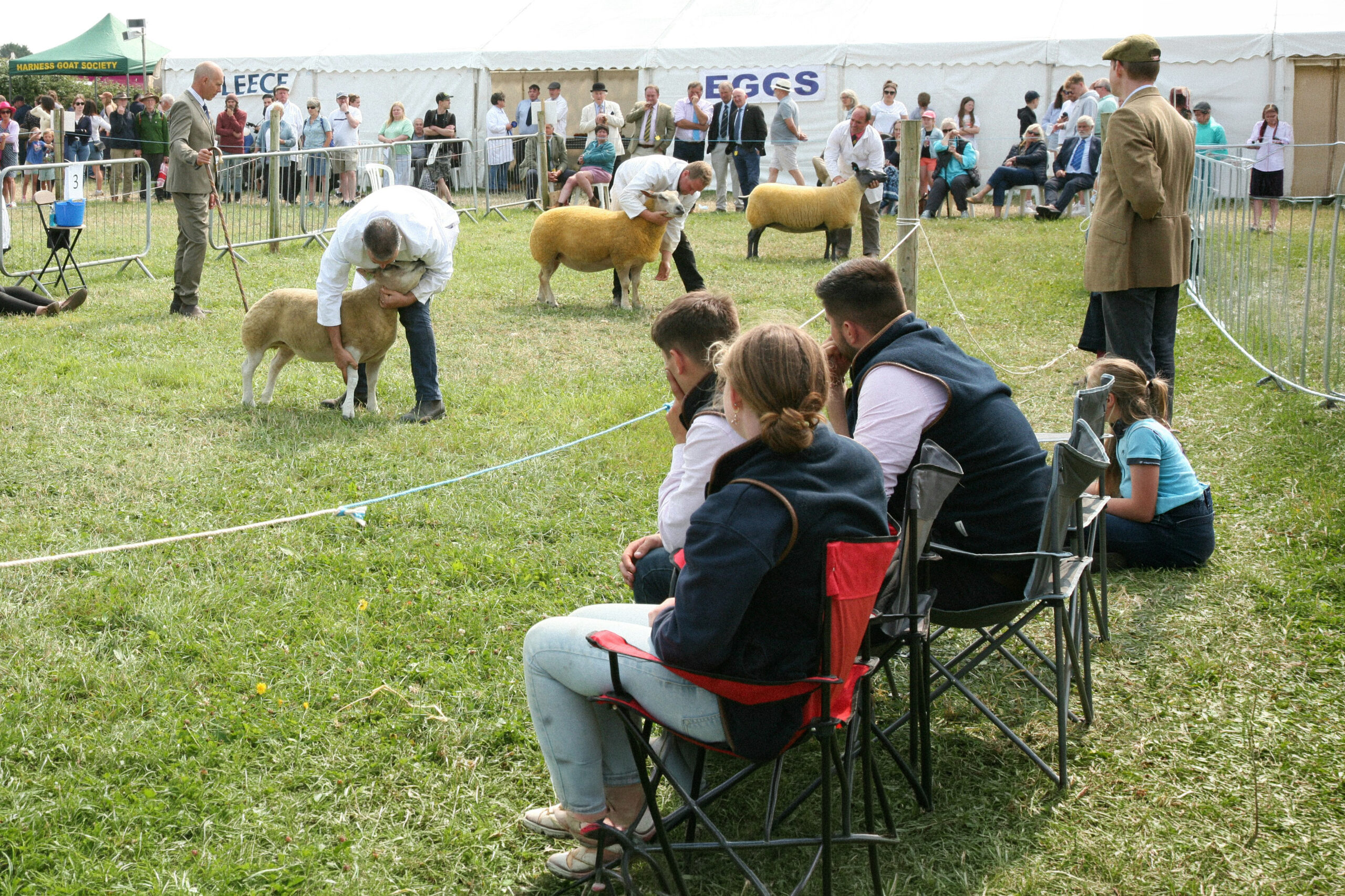 Livestock judging at a state fair